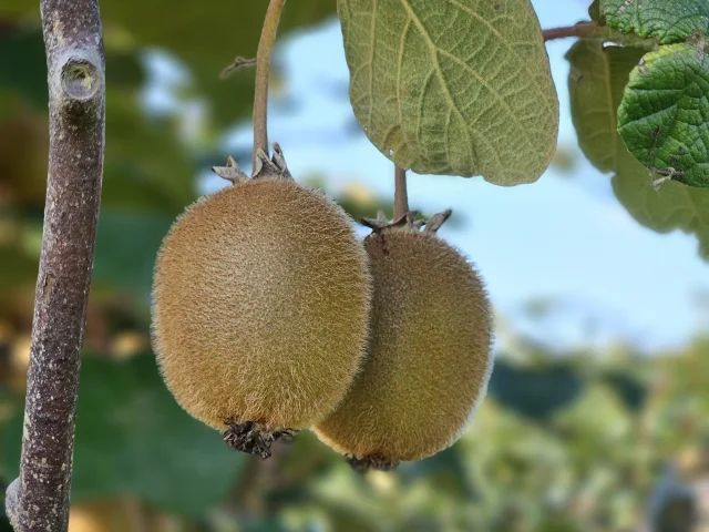 Kiwi